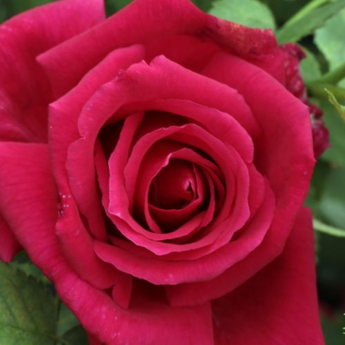 Kolor czerwonej czereśni - Róże pienne - z kwiatami hybrydowo herbacianymi - korona równomiernie ukształtowana